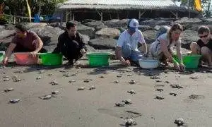 Pelepas liaran penyu