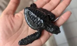 Penyu bali