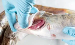 Aroma laut yang segar