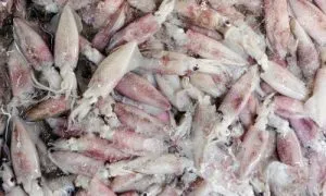 Cumi yang kenyal dan tidak lengket