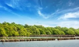 Hutan mangrove teluk gilimanuk