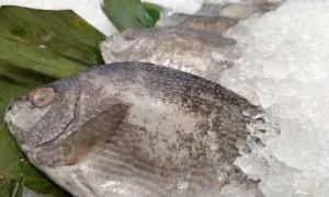 Ikan baronang