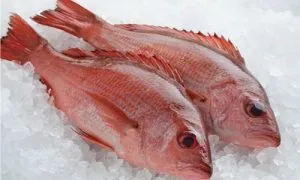 Ikan kakap merah