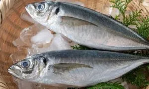 Ikan kembung