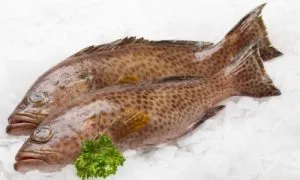 Ikan kerapu