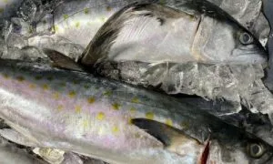 Ikan tuna