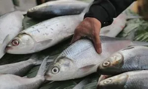 Kulit dan sisik yang mengkilap