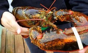 Lobster yang aktif bergerak