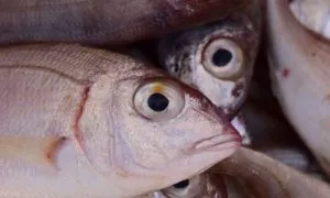 Mata ikan yang jernih dan cerah