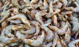 Udang dengan kulit utuh dan keras