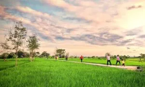 Trekking menyusuri jalur subak