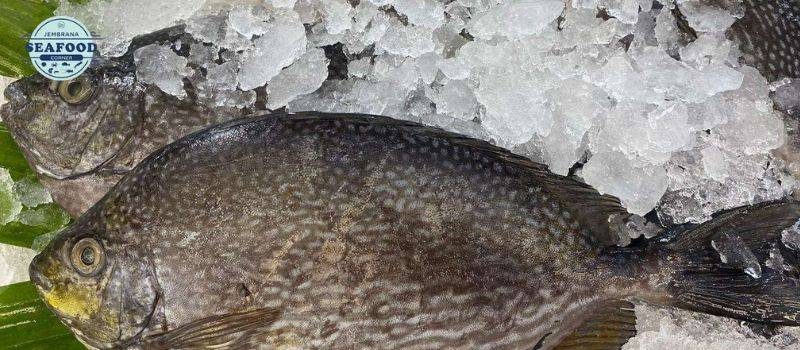 5 jenis ikan lokal jembrana yang wajib dicoba saat liburan