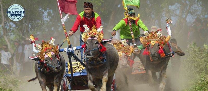 Mekepung jembrana sensasi balapan kerbau tradisional yang menggugah adrenalin